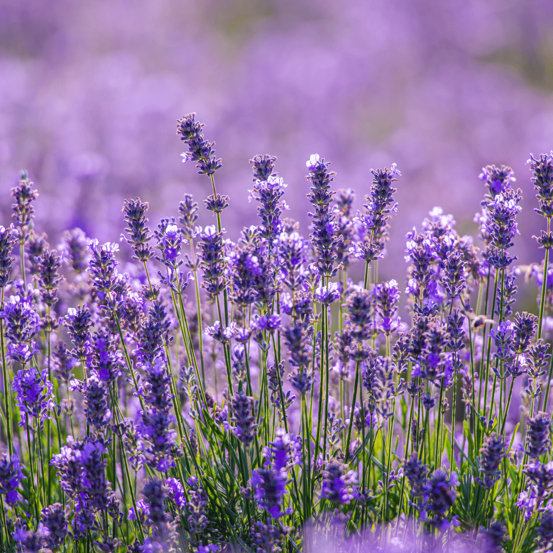 Lavander