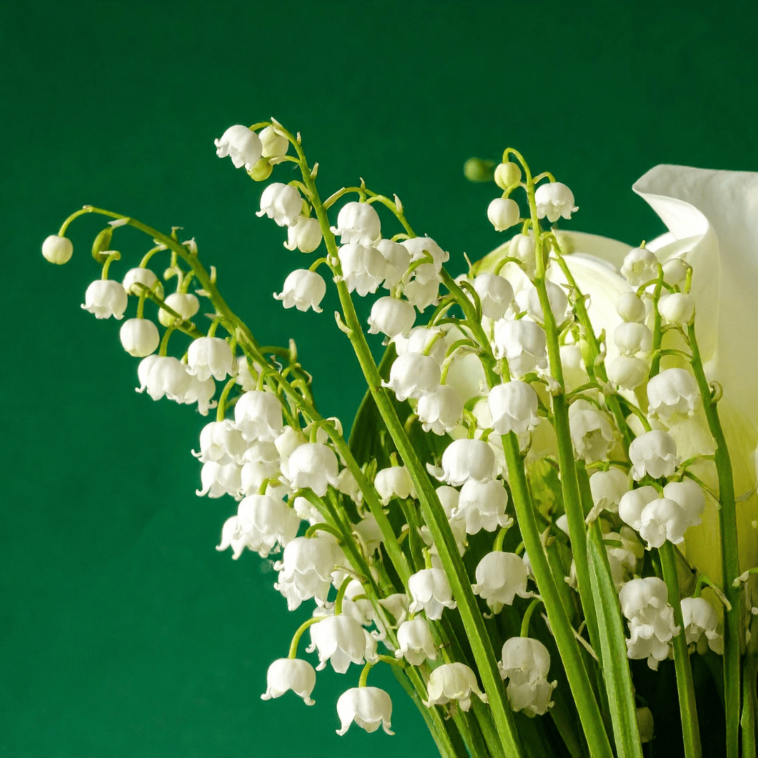 Lily of the Valley